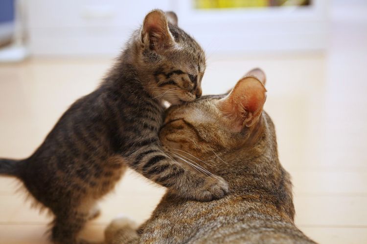 Gata con gatito