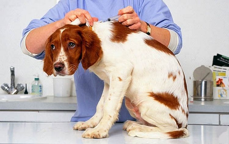 Vacunación canina