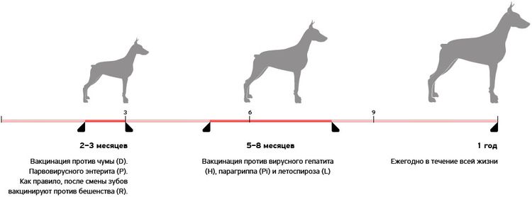 Calendario de vacunación de los cachorros