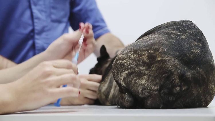 Vacunación del perro