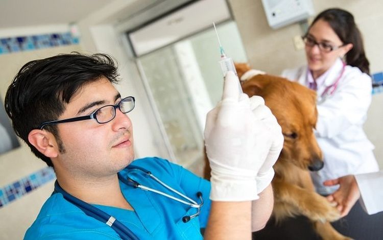 Vacunación del perro