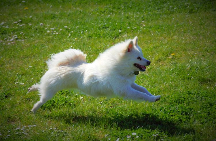 Perro sano