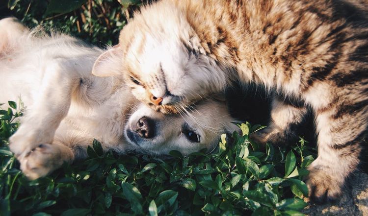 El gato y el perro