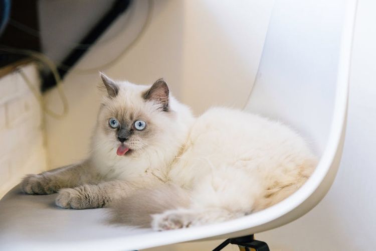 Gato con la lengua fuera