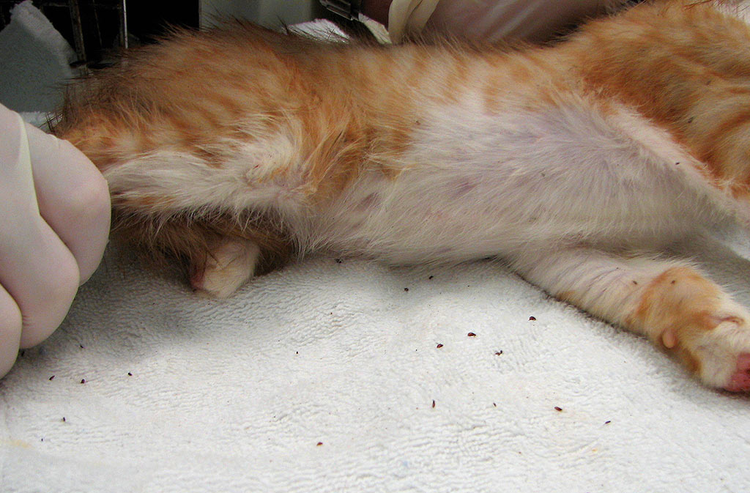 Cepillado de pulgas en un gato