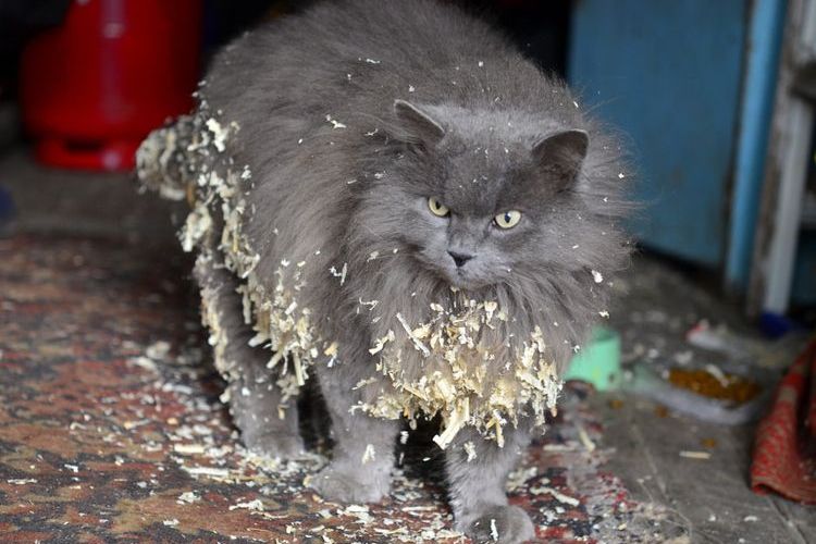 Gato en serrín