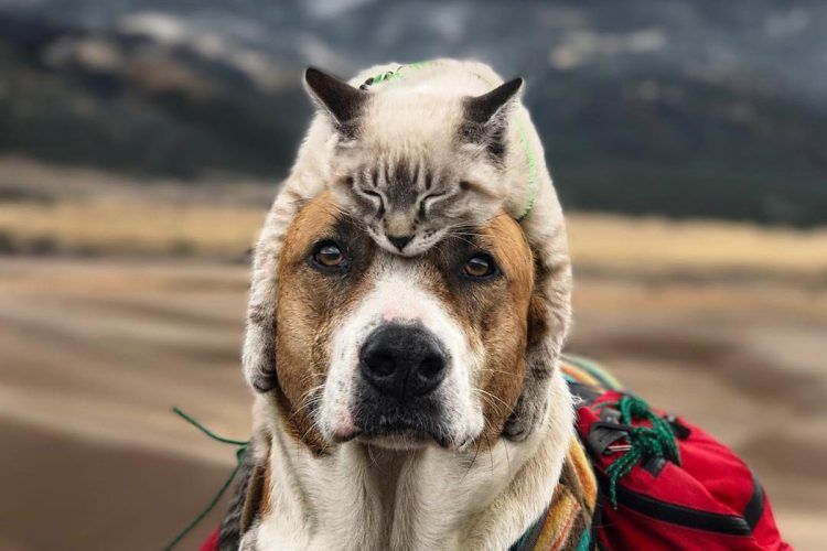 Gato sobre perro