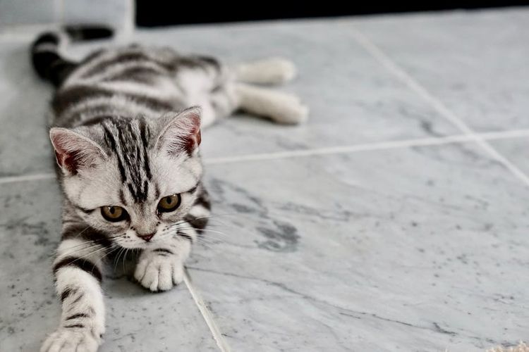 Traurige Katze