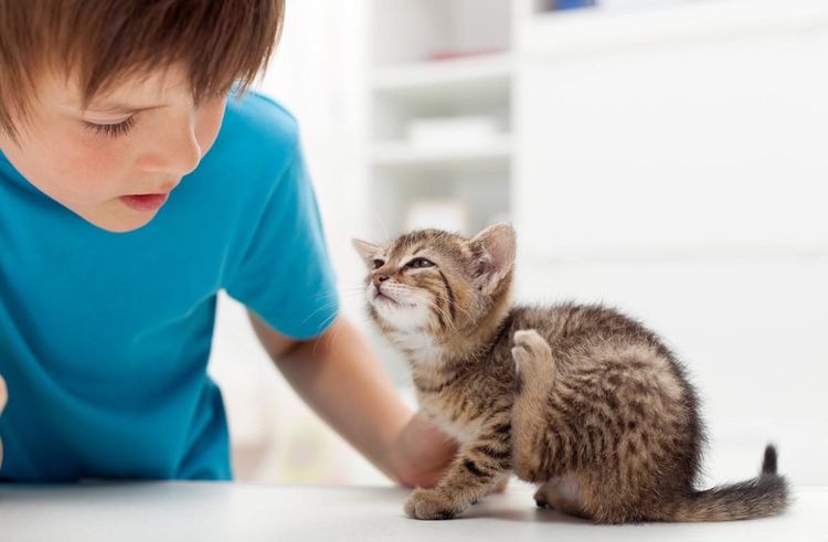 Pulgas en un gatito