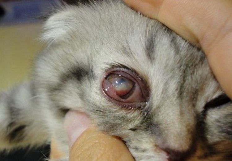 Panoftalmitis en un gato
