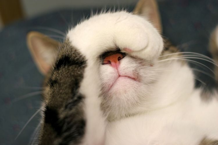 El gato se cubre el ojo con la pata.