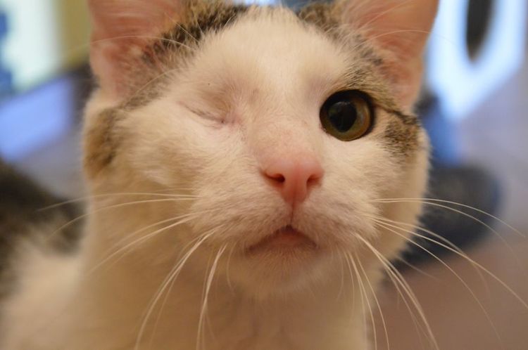 Gato sin ojo