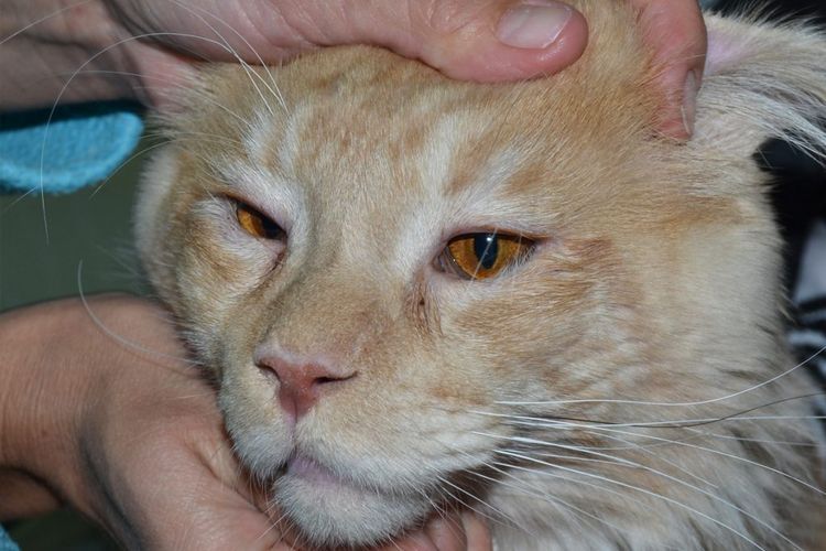 Panoftalmitis en gatos