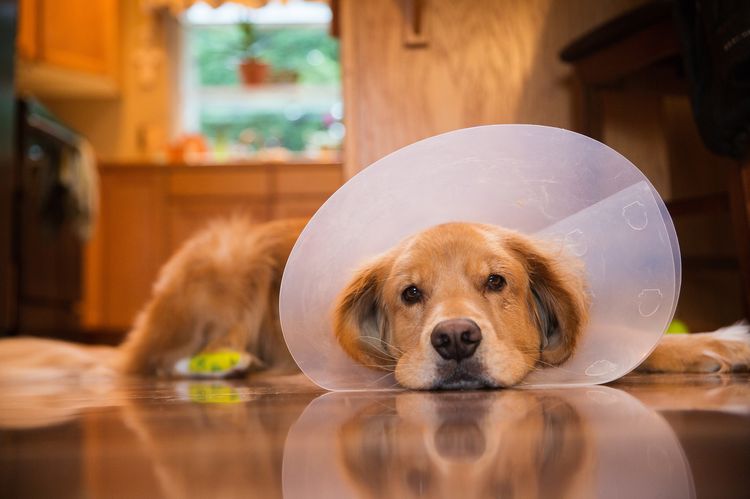 Perro después de la operación