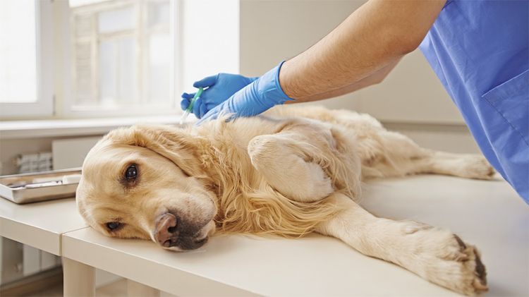 El perro en el veterinario