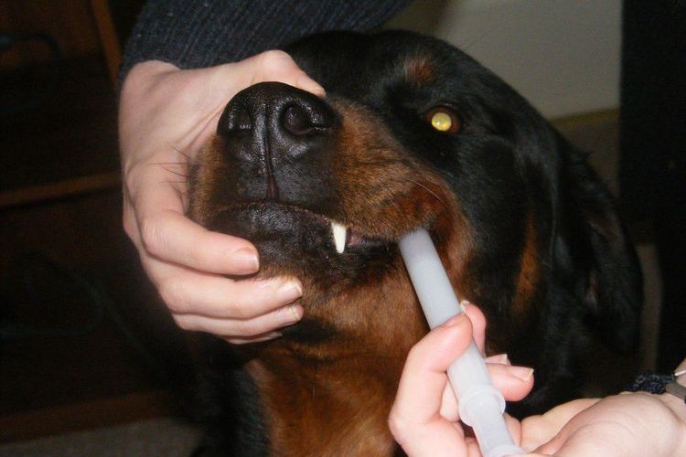 Cómo administrar la suspensión a un perro