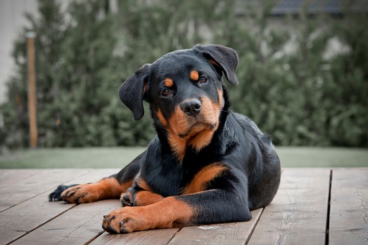 Cachorro de rottweiler