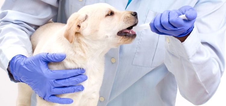 Cómo administrar la suspensión a un cachorro