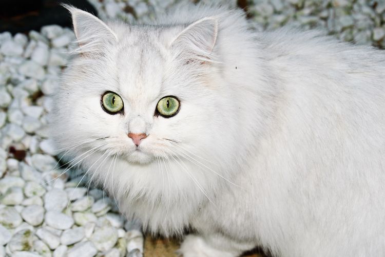 Parto de la gata
