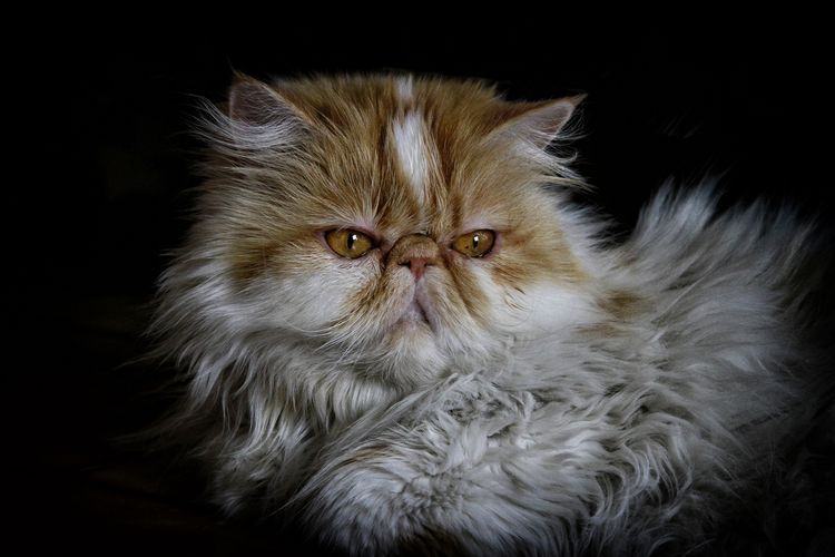 Gata peluda tumbada