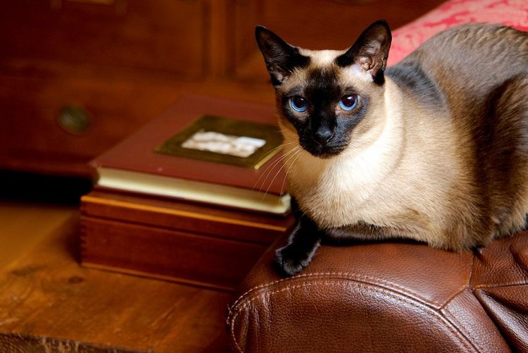 Gato siamés en sofá de cuero