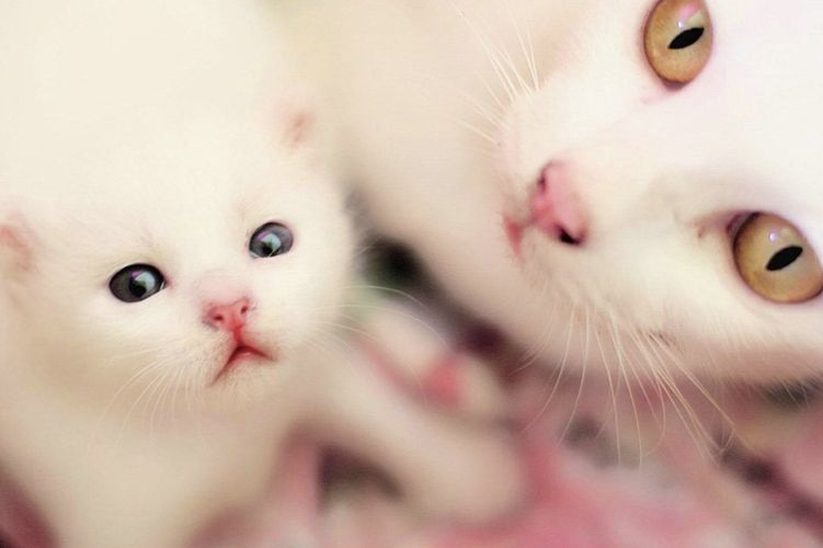 Gata y gatito