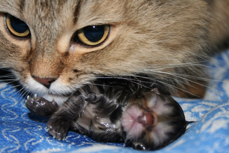Gatito recién nacido