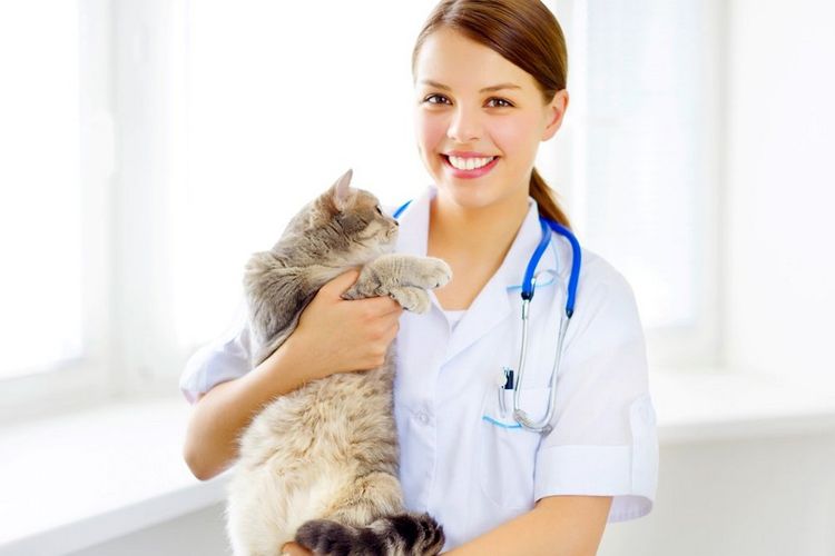 La gata y el veterinario
