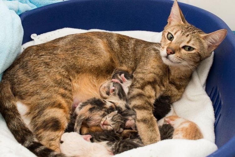 La gata y los gatitos recién nacidos