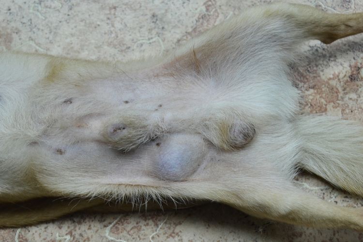 Tumor en un perro