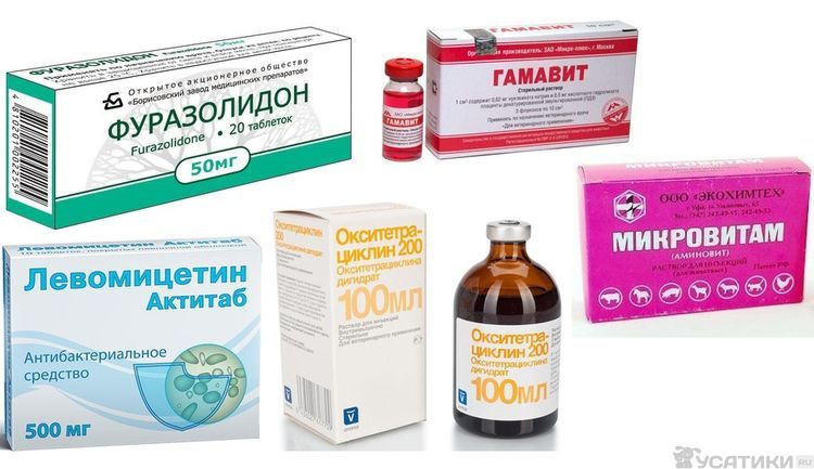Medicamentos para tratar la salmonelosis en gatos