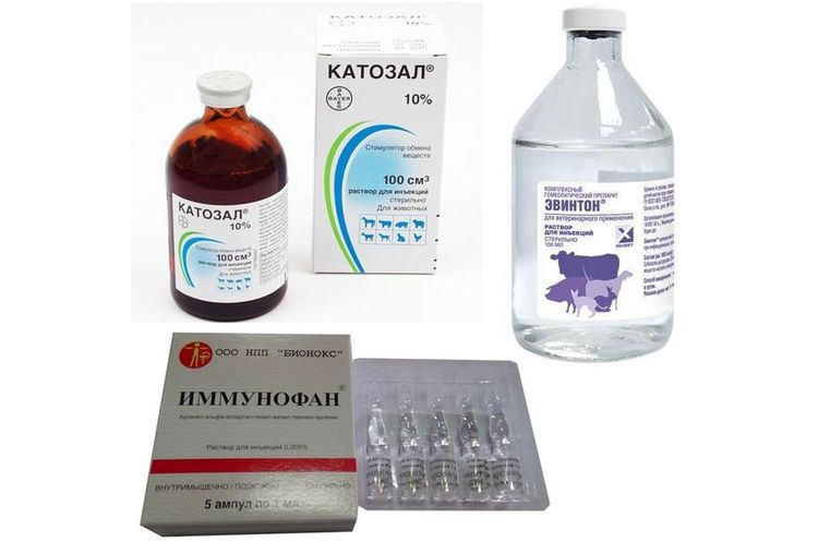 Medicamentos para tratar la salmonelosis en gatos
