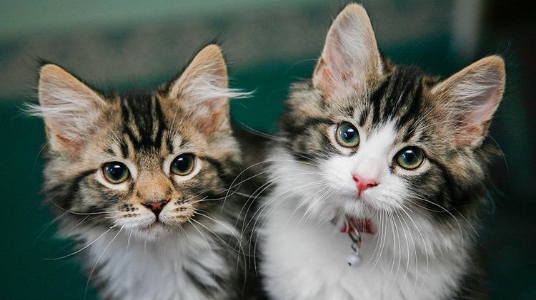 Salmonelosis en gatos