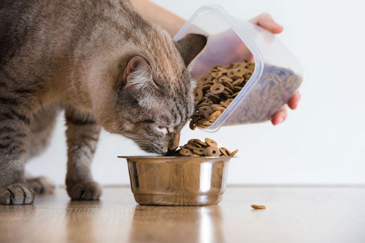 Se le sirve alimento seco a la gata.
