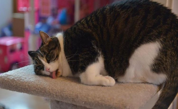 Gato gordo