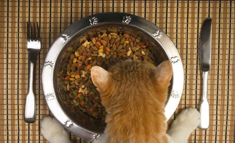 El gato come alimento seco