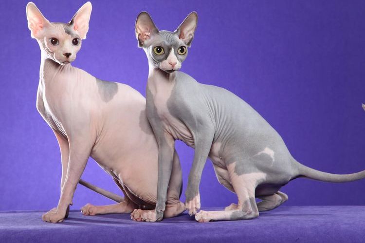 Gatos esfinge