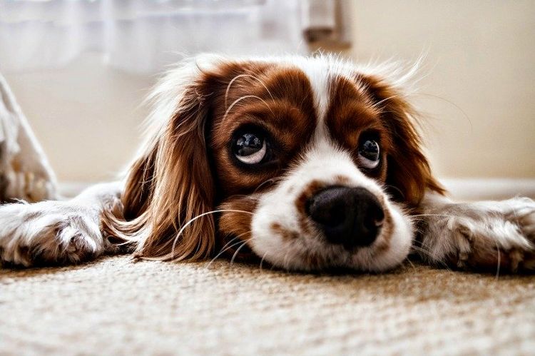 El perro está enfermo