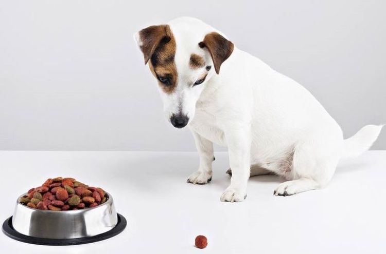 El cachorro no come alimento