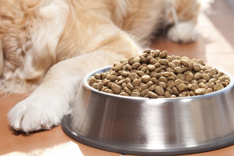 Alimento para perros