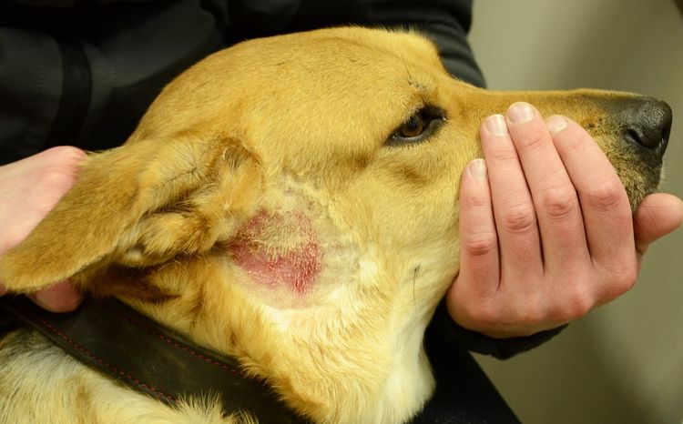 Dermatitis para perros