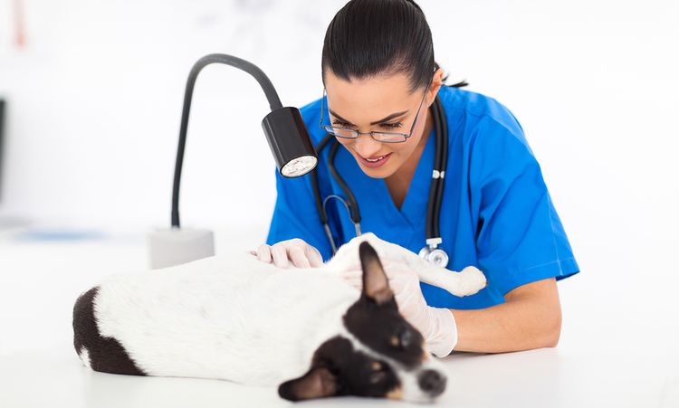 El perro en el veterinario
