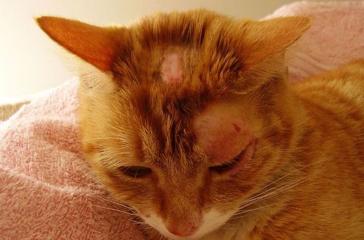 Costras en la cabeza del gato