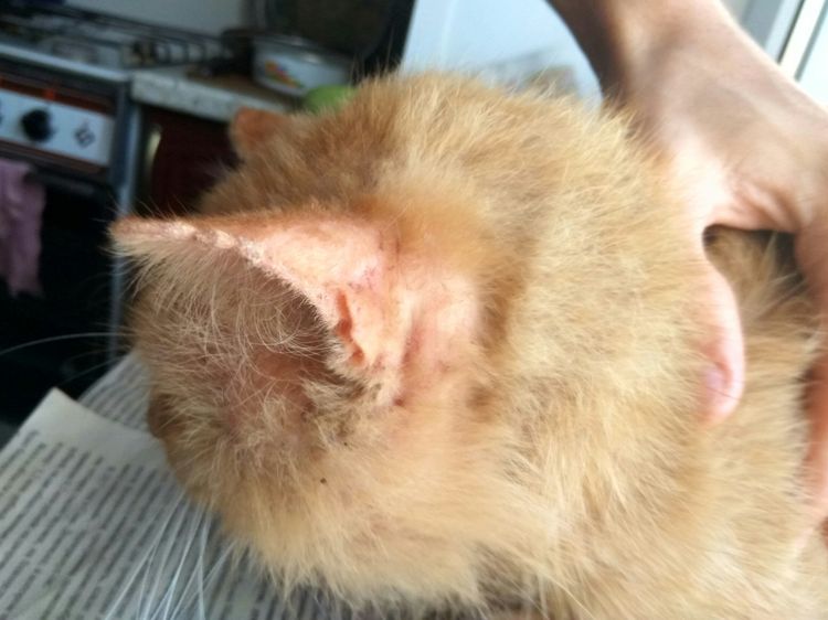 Costras en el cuerpo del gato