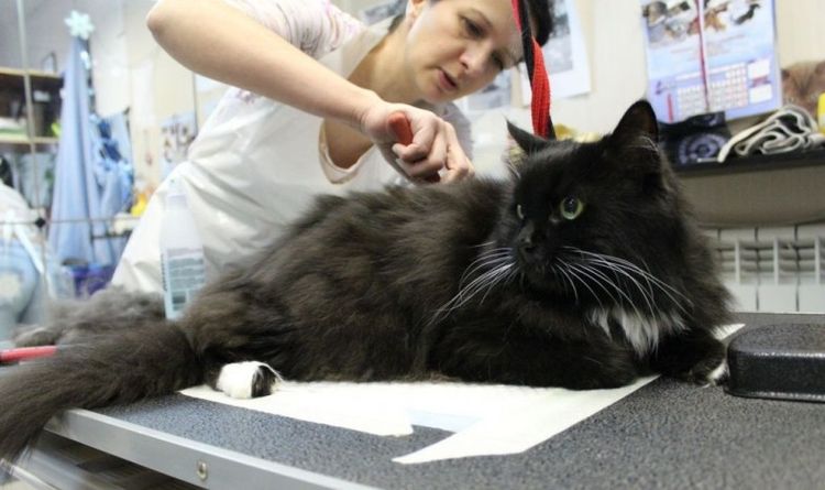 Examen del gato por el veterinario