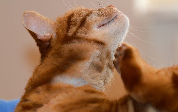 Costras en el cuello del gato