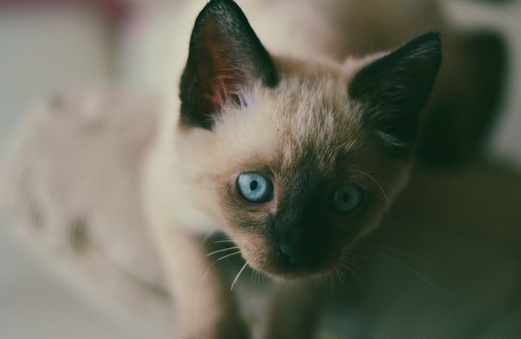 Gatito siamés