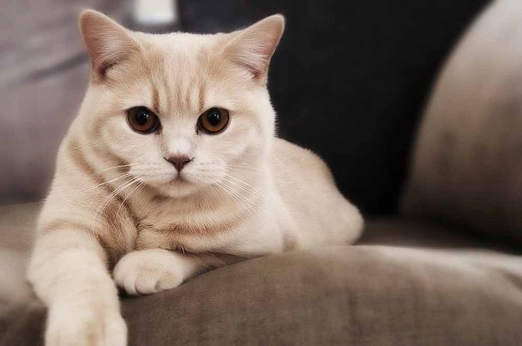 Gato triste