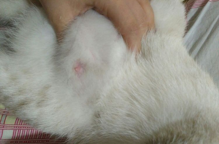 Mastitis en la gata