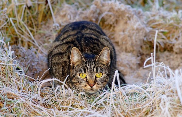 Tumor mamario en la gata